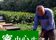 蜂蜜检测不合格_国内标准无法鉴蜂蜜真假，你知道方法都是骗人的